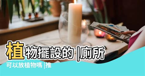 廁所 植物 推薦|廁所可以放植物嗎？適合放在浴室、廁所的植物推薦